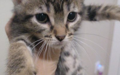 Nelson (Adoptado)